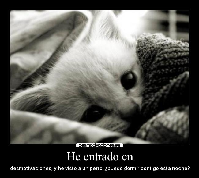 He entrado en - desmotivaciones, y he visto a un perro, ¿puedo dormir contigo esta noche?