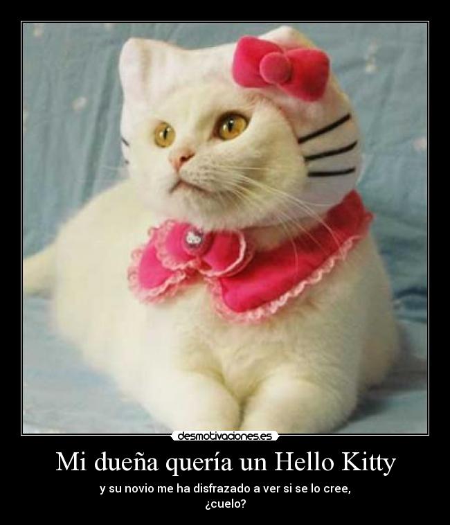 Mi dueña quería un Hello Kitty -