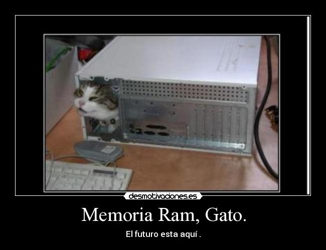 Memoria Ram, Gato. - 