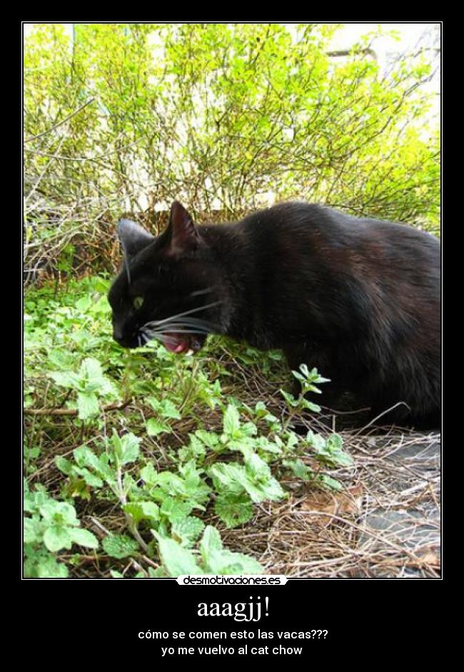 aaagjj! - cómo se comen esto las vacas???
yo me vuelvo al cat chow