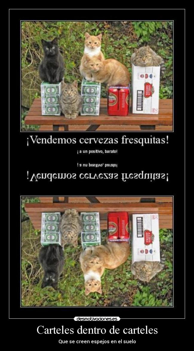 carteles cartel cartel espejo gatos cerveza barata desmotivaciones