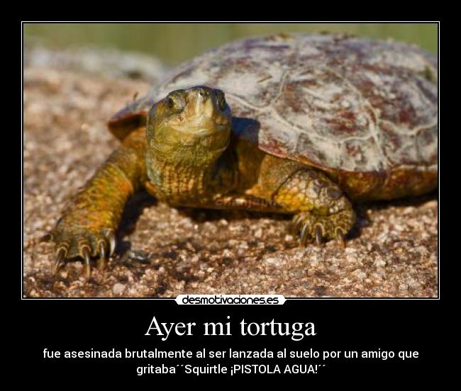 Ayer mi tortuga - fue asesinada brutalmente al ser lanzada al suelo por un amigo que
gritaba´´Squirtle ¡PISTOLA AGUA!´´