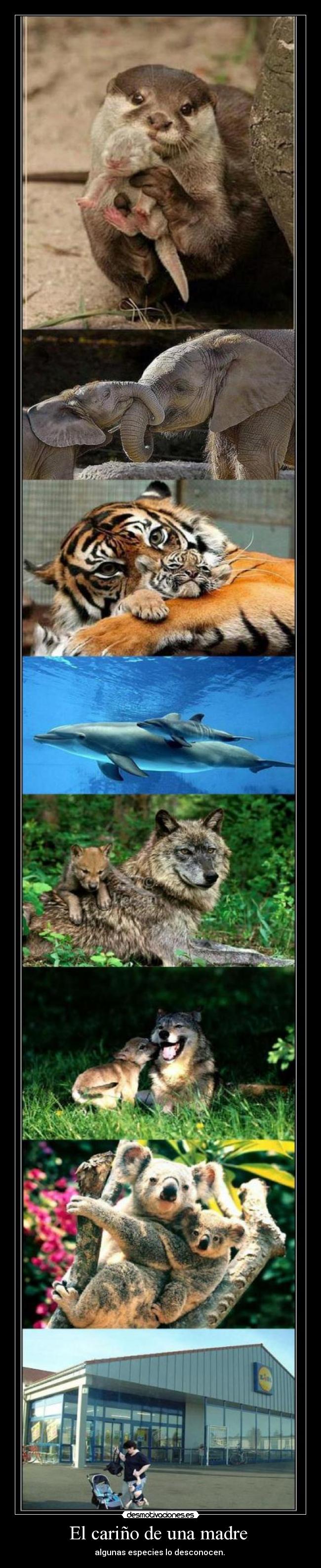 carteles madre carino una madre desmotivaciones