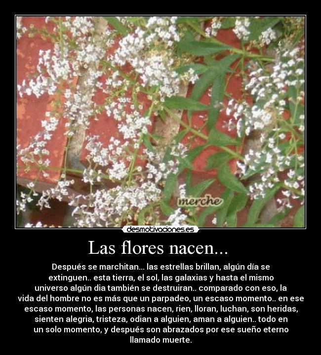 Las flores nacen... -