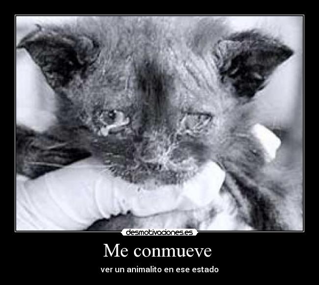 Me conmueve  - 