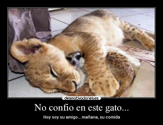 No confio en este gato... - Hoy soy su amigo... mañana, su comida