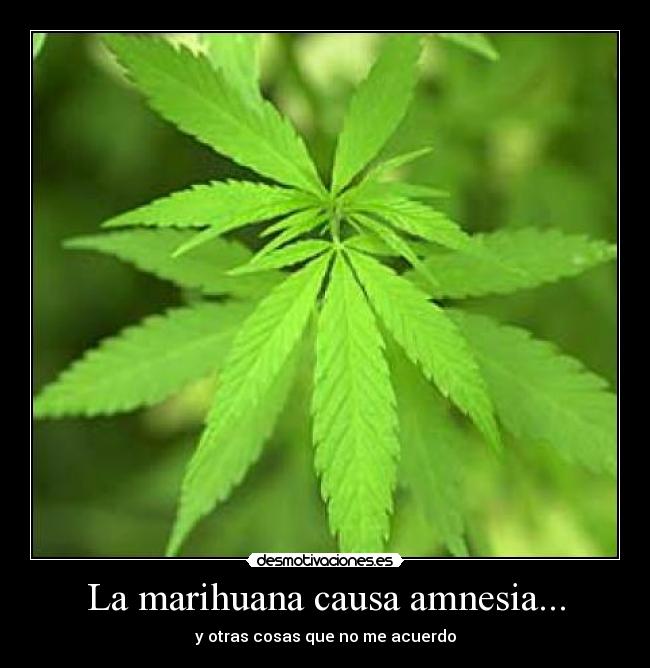 La marihuana causa amnesia... - 