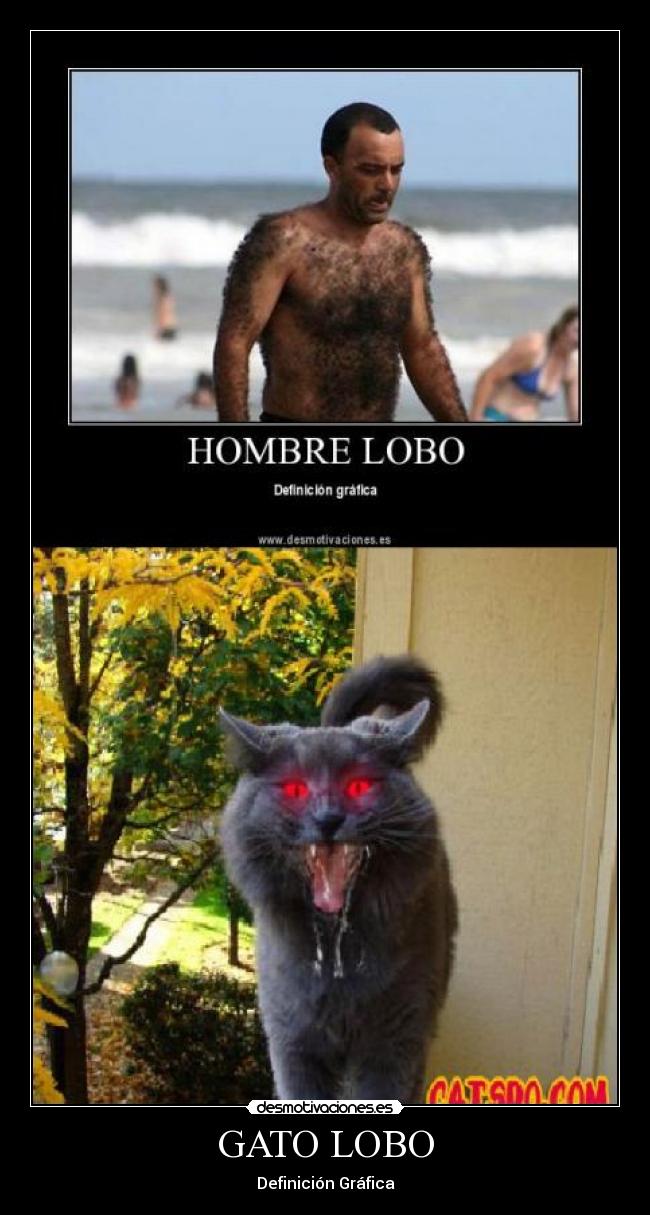 GATO LOBO - 