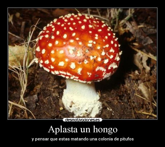 Aplasta un hongo - 