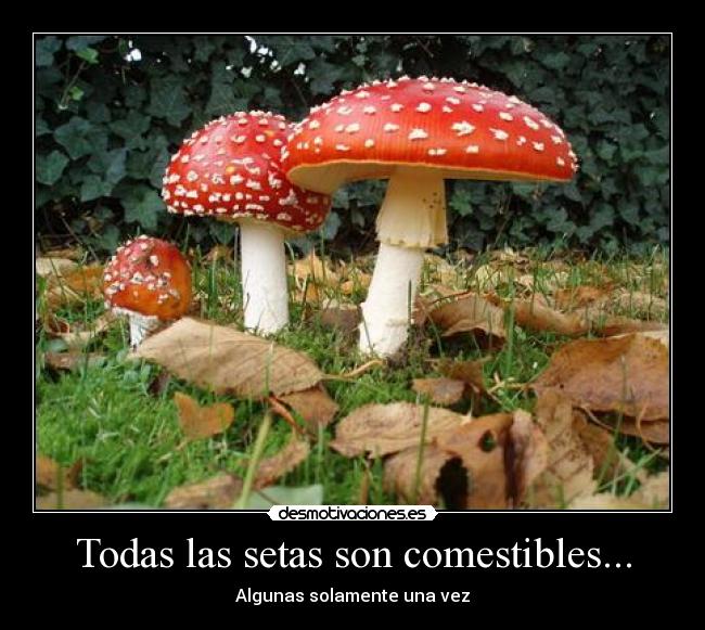 Todas las setas son comestibles... - Algunas solamente una vez