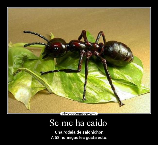 Se me ha caído - Una rodaja de salchichón
A 58 hormigas les gusta esto.