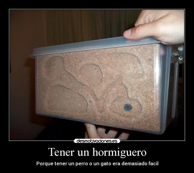 Tener un hormiguero - Porque tener un perro o un gato era demasiado facil