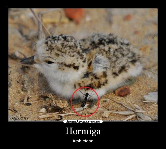 Hormiga - Ambiciosa
