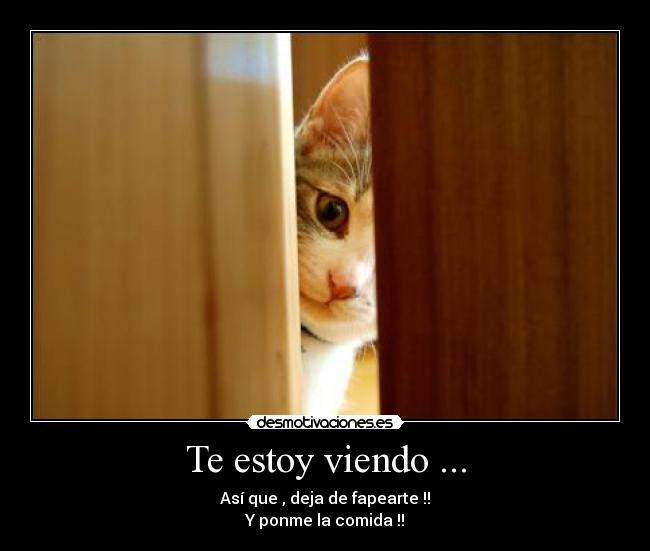 carteles gatosfap desmotivaciones desmotivaciones