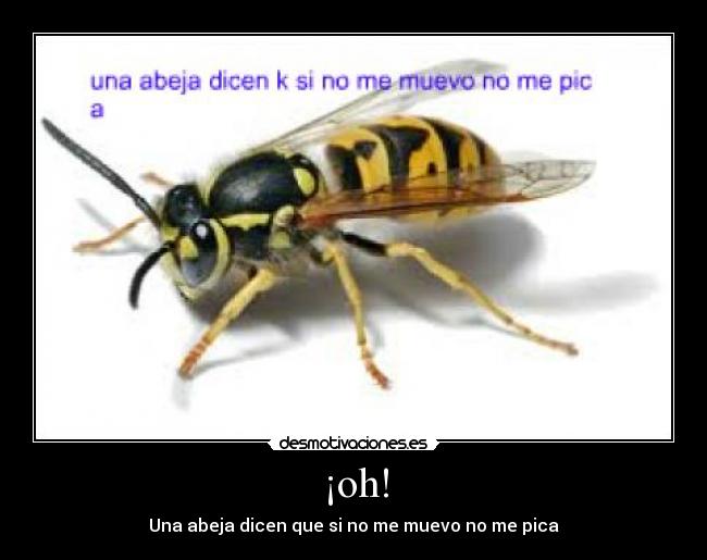 ¡oh! - Una abeja dicen que si no me muevo no me pica