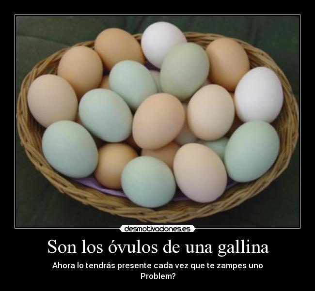 Son los óvulos de una gallina -