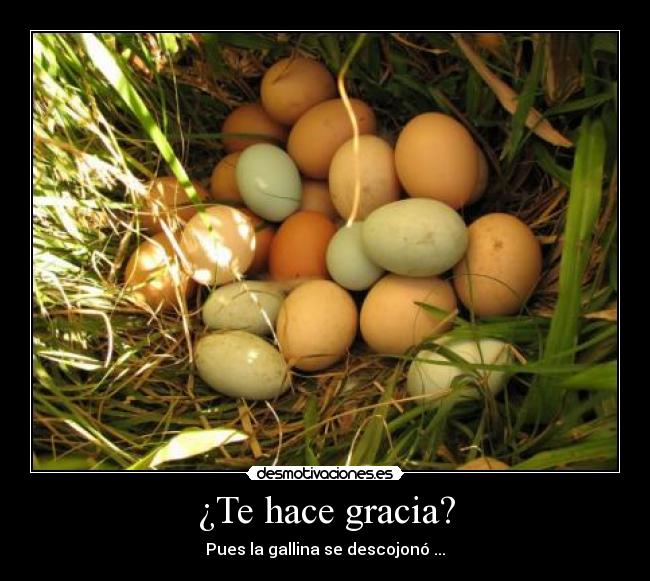 ¿Te hace gracia? -