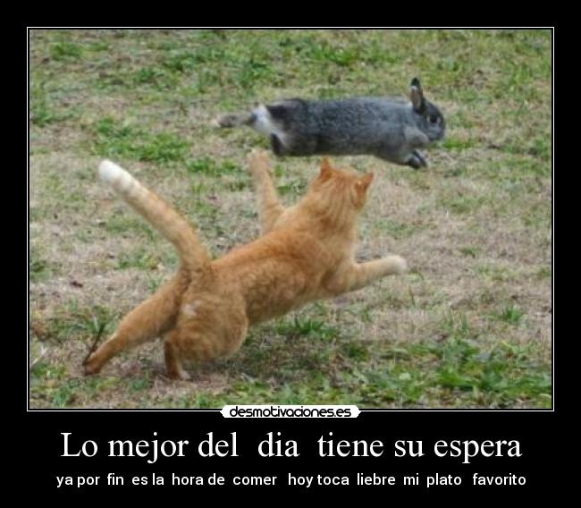carteles cray cat desmotivaciones
