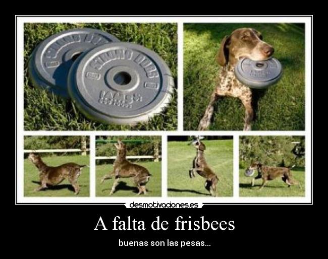 A falta de frisbees - buenas son las pesas...