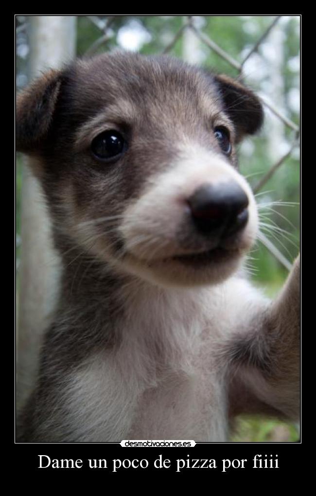 Dame un poco de pizza por fiiii - 