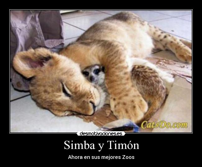 Simba y Timón - Ahora en sus mejores Zoos