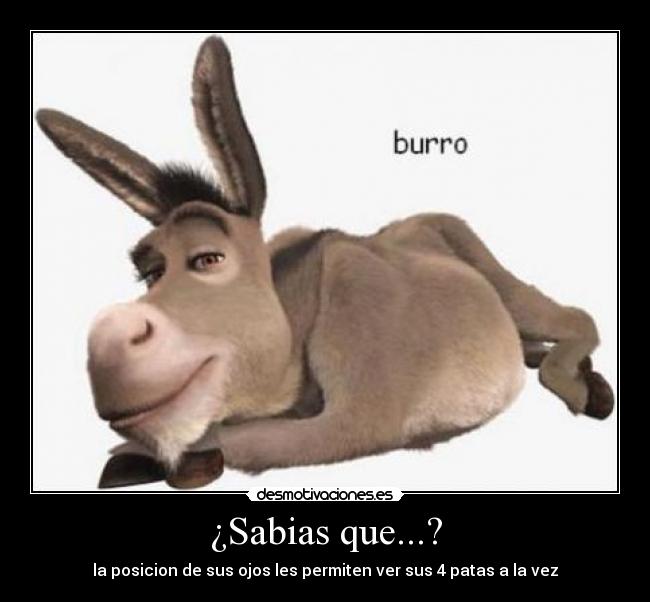 carteles burro lol ojos sabias que principal desmotivaciones