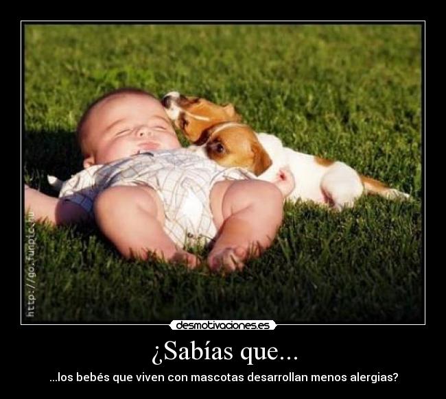 carteles bebes mascotas alergias sabias que desmotivaciones