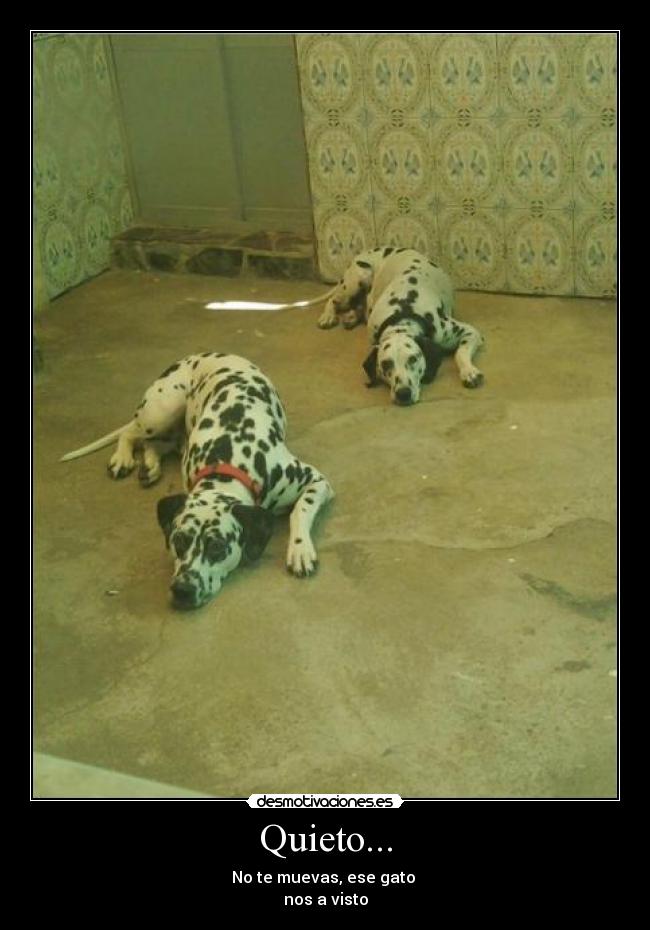 Quieto... - No te muevas, ese gato 
nos a visto