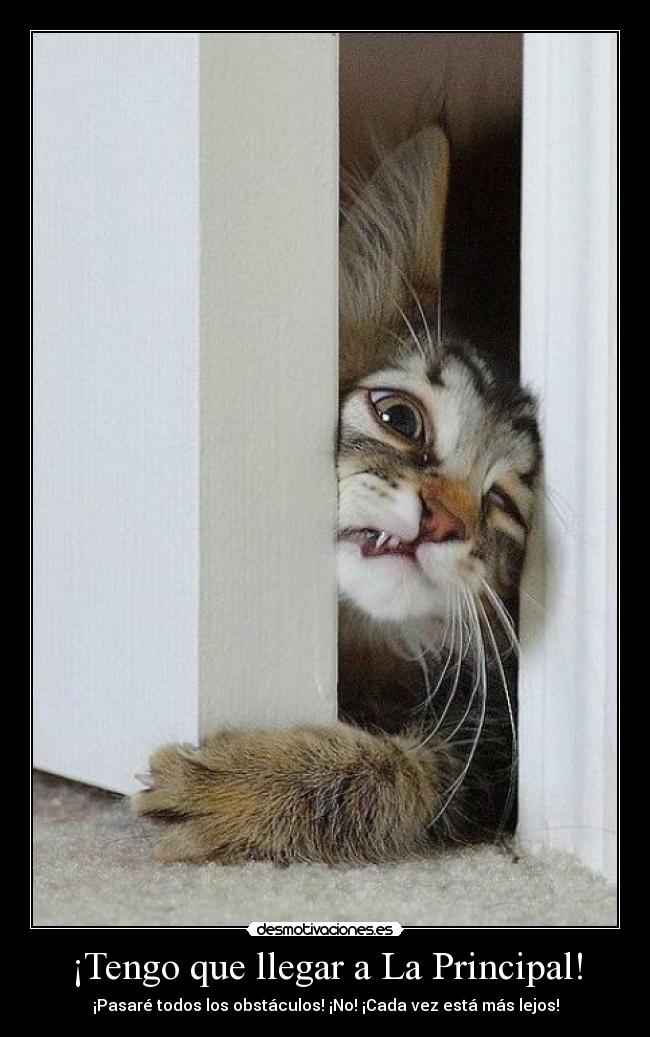 carteles principalgatodesmotivacionesobstaculos desmotivaciones