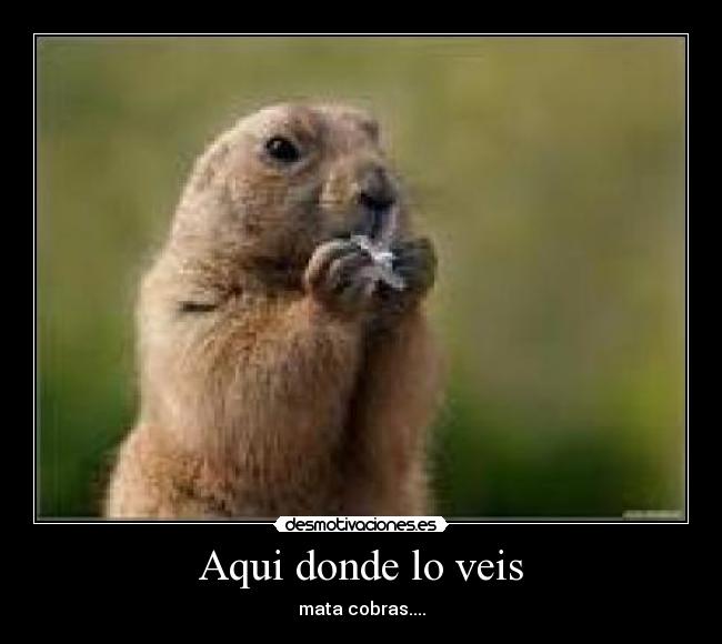 Aqui donde lo veis -