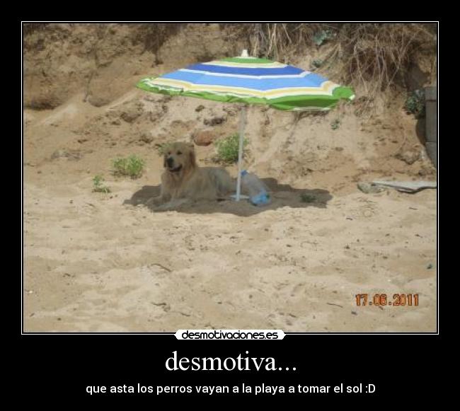 desmotiva... - que asta los perros vayan a la playa a tomar el sol :D