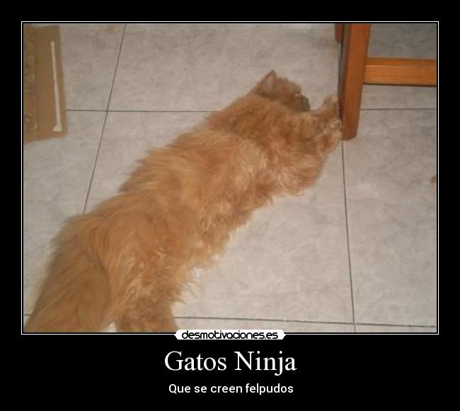 Gatos Ninja -
