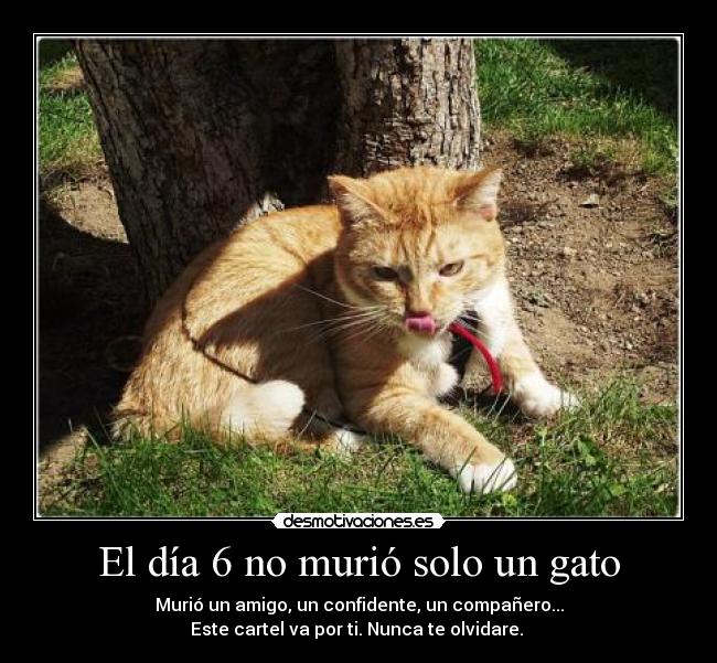 El día 6 no murió solo un gato - 