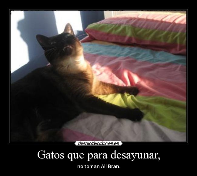Gatos que para desayunar, - 