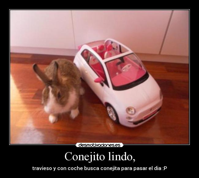 Conejito lindo, -