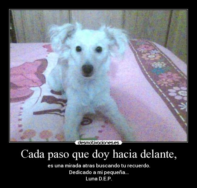 Cada paso que doy hacia delante, - es una mirada atras buscando tu recuerdo.
Dedicado a mi pequeña...
Luna D.E.P.