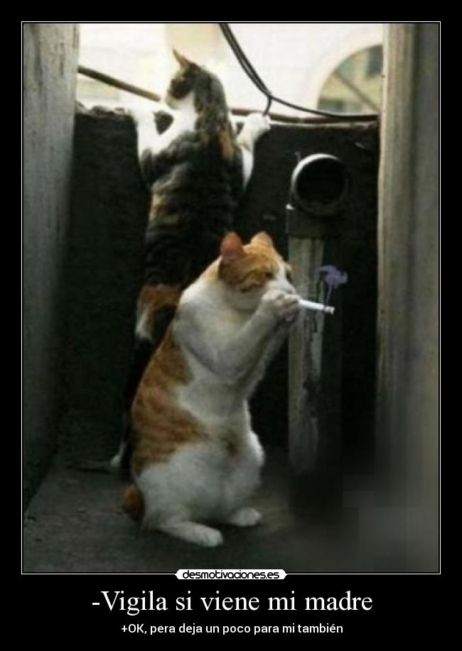 -Vigila si viene mi madre - +OK, pera deja un poco para mi también