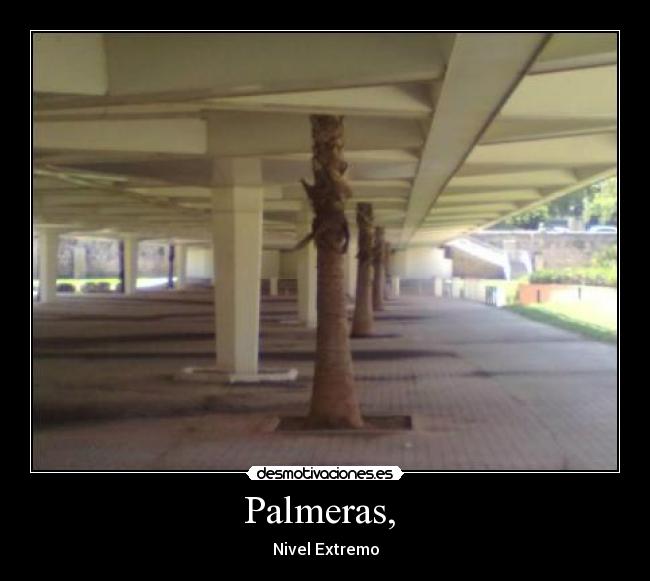 Palmeras, - Nivel Extremo