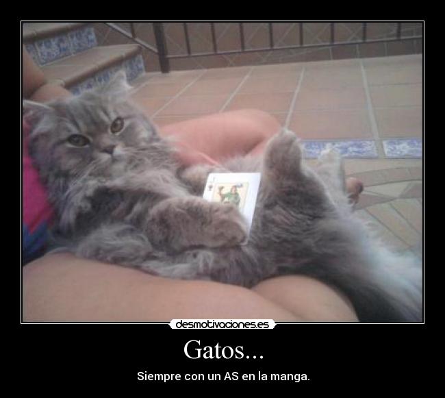 Gatos... - 