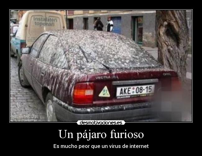 Un pájaro furioso - Es mucho peor que un virus de internet