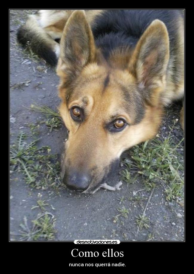 Como ellos - nunca nos querrá nadie.