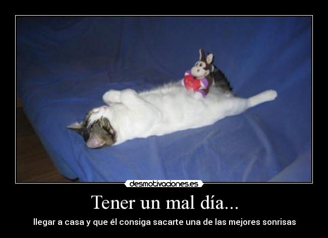 carteles gato desmotivaciones