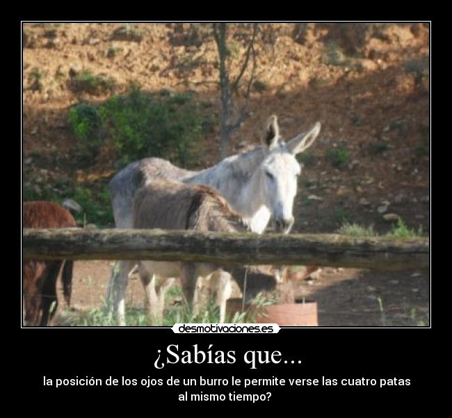 ¿Sabías que... - la posición de los ojos de un burro le permite verse las cuatro patas
al mismo tiempo? 