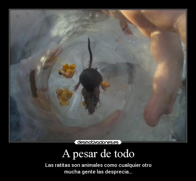 A pesar de todo - Las ratitas son animales como cualquier otro
mucha gente las desprecia...