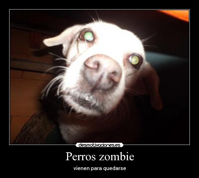 Perros zombie -