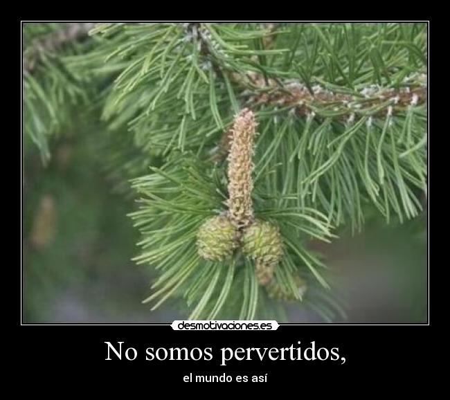 No somos pervertidos, - 