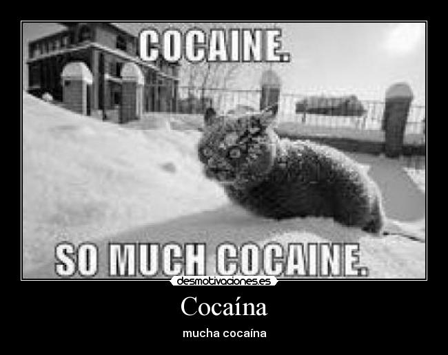 Cocaína - mucha cocaína