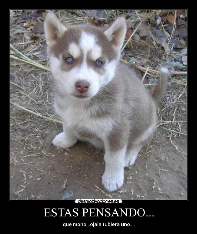 ESTAS PENSANDO... -