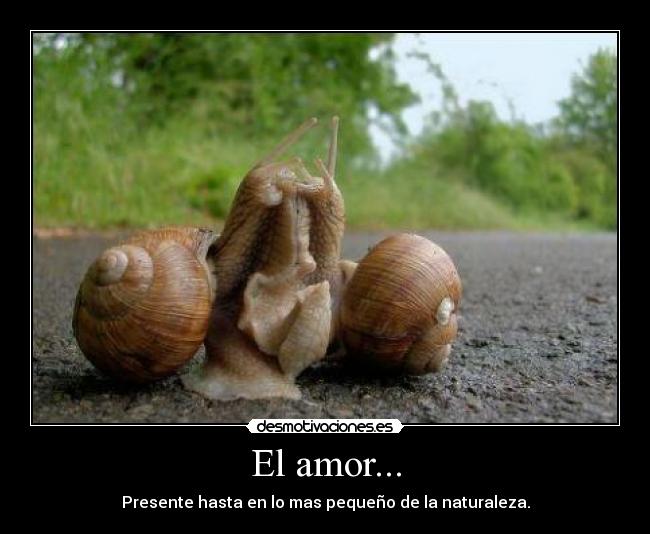El amor... - 