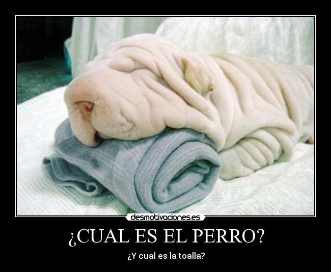 ¿CUAL ES EL PERRO? -